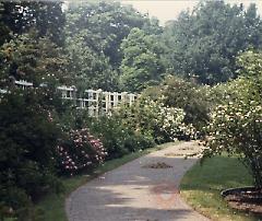 [Path in Brooklyn Botanic Gardens]