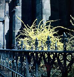 [Forsythia by Church of the Holy Trinity.]