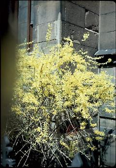 [Forsythia by Church of the Holy Trinity.]