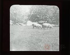 [Sheep in Prospect Park]