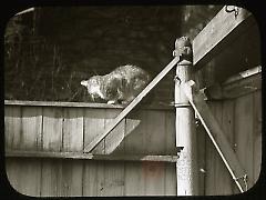 [Tabby cat perched on fence]