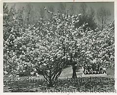 Cherry blossoms