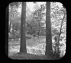 Views: U.S., Brooklyn. Brooklyn, Prospect Park. View 036: Chestnut trees.