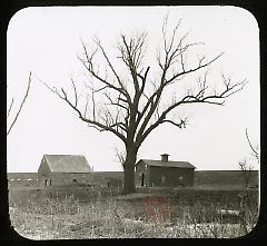 Big Tree West of Paerdegat Bridge