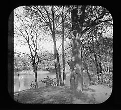 Views: U.S., Brooklyn. Brooklyn, Prospect Park. View 063: Trees.