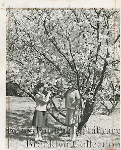 Cherry blossom time in Brooklyn