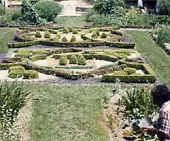 [Brooklyn Photographs: Botanical Garden--small hedges]