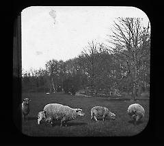 Views: U.S., Brooklyn. Brooklyn, Prospect Park. View 019: Sheep grazing.