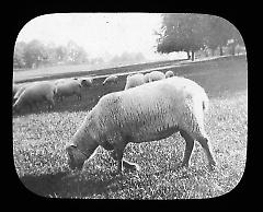 Views: U.S., Brooklyn. Brooklyn, Prospect Park. View 033: Sheep grazing.