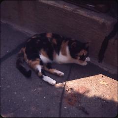 Cat [laying]