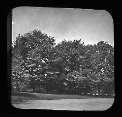 Views: U.S., Brooklyn. Brooklyn, Prospect Park. View 044: Trees.