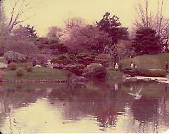 [Brooklyn Photographs: Botanical Garden--Japanese pond]