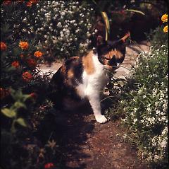 Cat [in flower garden]
