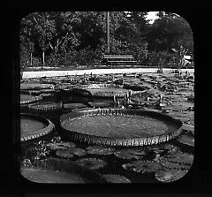 Views: U.S., Brooklyn. Brooklyn, Prospect Park. View 022: Victoria Regia Lily.