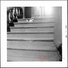 [Cat on steps at 286 President Street.]