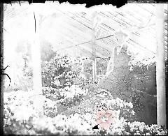 [Gardner in greenhouse]