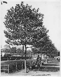 [Sidewalk with trees and pedestrians near Brooklyn College]