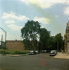 [Large trees at northwest corner of W. First Street and Kings Highway.]