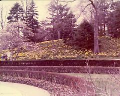 [Brooklyn Photographs: Botanic Garden--daffodils]