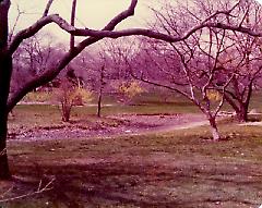 [Brooklyn Photographs: Botanical Gardens--forsythia]