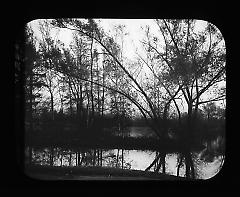 Views: U.S., Brooklyn. Brooklyn, Prospect Park. View 050: Willows (One Autumn afternoon).