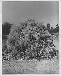 Chinese fleece vine