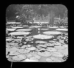 Views: U.S., Brooklyn. Brooklyn, Prospect Park. View 026: Lotus pond.