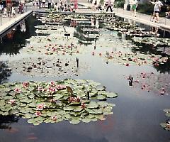 [Lily pond]