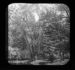 Views: U.S., Brooklyn. Brooklyn, Prospect Park. View 061: Trees.