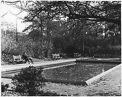 [Lily pool in autumn at Brooklyn College]