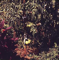 Home Garden, Tomatoes