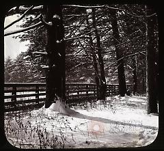 "Along the Fence"