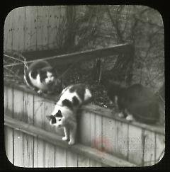 [Cats on a backyard fence]