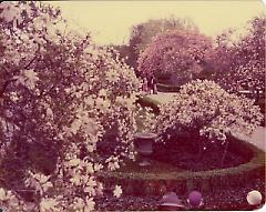 [Brooklyn Photographs: Botanical Garden--Japanese Garden]