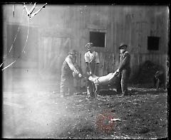 [Three men holding a pig]