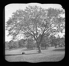 Views: U.S., Brooklyn. Brooklyn, Prospect Park. View 070: Elm.