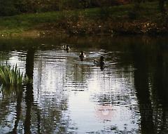 [Japanese Garden]