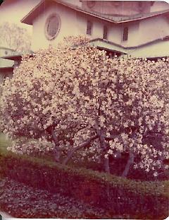 [Brooklyn Photographs: Botanical Gardens--blossoms]