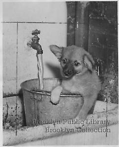 [Dog in washtub at A. S. P. C. A.]