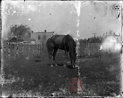 [Horse in yard]
