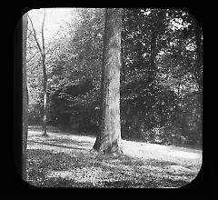 Views: U.S., Brooklyn. Brooklyn, Prospect Park. View 062: Trees.