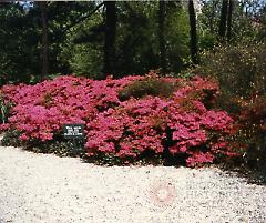 [Azaleas]