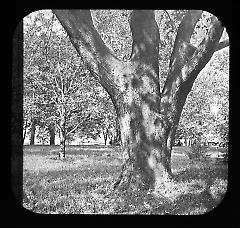 Views: U.S., Brooklyn. Brooklyn, Prospect Park. View 071: Sycamore.