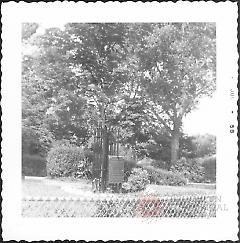 [Plaque says: "This tree was planted by General Robert E. Lee while stationed at Fort Hamilton from 1842-1847.]