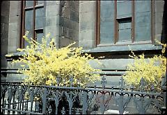 [Forsythia by Church of the Holy Trinity.]