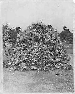 Chinese fleece vine