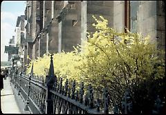 [Forsythia by Church of the Holy Trinity.]