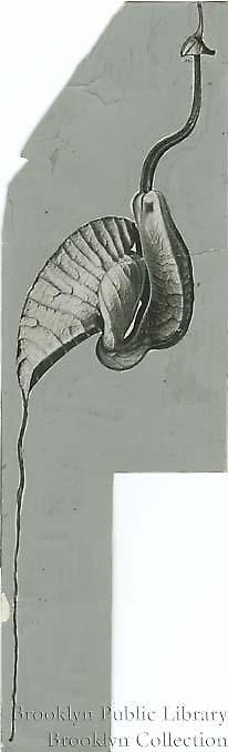 Aristolochia grandiflora