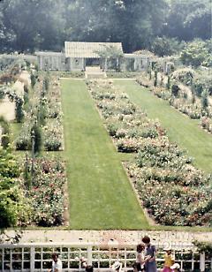 [Brooklyn Photographs: Botanical Gardens--flower beds]