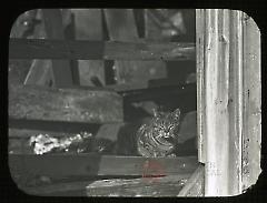 Cat on Steps of Tunis Bergen House